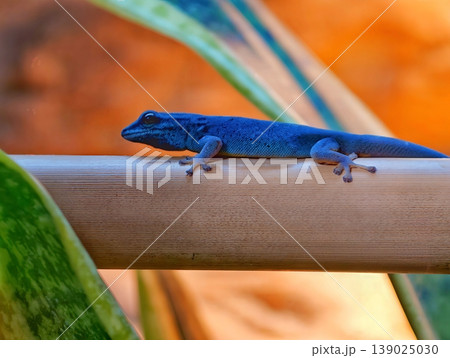 Tropical Scene With Vibrant Sunset And Anole. Calm Blue Anole Perched Amid Fiery Twilight Colors 139025030