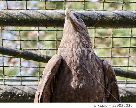 Elegant Eagle With Hooked Beak Displayed. Magnificent Brown Eagle Perched With Piercing Gaze Showcased Elegant Eagle With Hooked Beak Displayed. Magnificent Brown Eagle Perched With Piercing Gaze Showcased 139025036