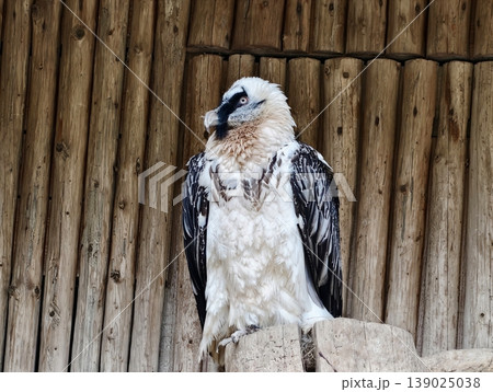 Bird Standing Alert Nearby Bamboo. Graceful Bird Of Prey Maintains Alert Posture Among Bamboo Grasses 139025038