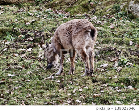 Shy Young Deer With Slender Build And Soft Coat Gently Feeding In Peaceful Grassy Landscape Shy Young Deer With Slender Build And Soft Coat Gently Feeding In Peaceful Grassy Landscape 139025040