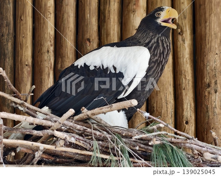 Raptor Guarding Nest Surroundings. Perched Bird Displaying Cry And Defensive Behavior Near Nest Resources Raptor Guarding Nest Surroundings. Perched Bird Displaying Cry And Defensive Behavior Near Nest Resources 139025045