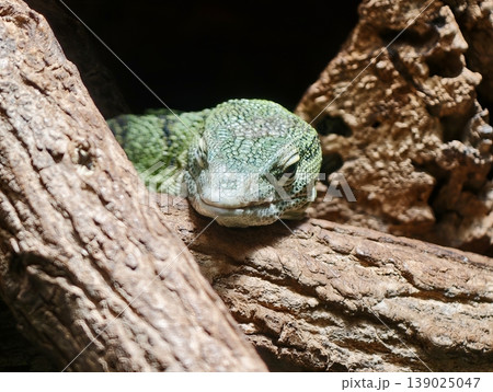Camouflaged Reptile Among Branches. Secretive Green Lizard Concealed Within Tree Bark Peering Through Gaps Camouflaged Reptile Among Branches. Secretive Green Lizard Concealed Within Tree Bark Peering Through Gaps 139025047
