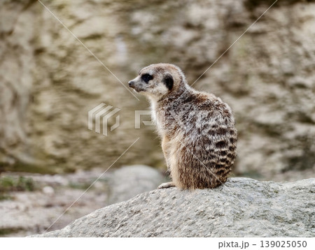 Desert Sentinel Watches Surroundings. Solitary Meerkat Surveys Sunset Landscape Attentively Desert Sentinel Watches Surroundings. Solitary Meerkat Surveys Sunset Landscape Attentively 139025050