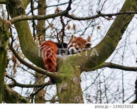 Serene Red Panda Resting Amidst Forest Branches. Calm Red Fox Sharing Tranquil Winter Forest Environment Serene Red Panda Resting Amidst Forest Branches. Calm Red Fox Sharing Tranquil Winter Forest Environment 139025052