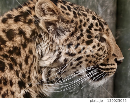 Wild Feline With Striking Features. Wild Animal Closeup Highlighting Textured Fur And Facial Details 139025053
