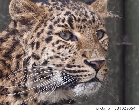 Elegant Leopard With Intense Stare. Untamed Jaguar Displaying Confidence And Commanding Presence 139025054