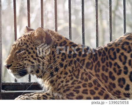 Spotted Feline In Cage Portrayed. Reflected Confinement Of Leopard With Spotted Coat Behind Metallic Bars Spotted Feline In Cage Portrayed. Reflected Confinement Of Leopard With Spotted Coat Behind Metallic Bars 139025058
