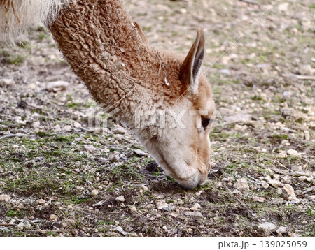 Alpaca Grazing Closeup. Calm Alpaca Resting And Nibbling Sparse Grass In Warm Tones On Farm Ground Alpaca Grazing Closeup. Calm Alpaca Resting And Nibbling Sparse Grass In Warm Tones On Farm Ground 139025059