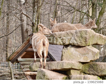 Wildlife Scene Depiction. Serene Winter Environment Featuring Mouflons By Rocks And Wooden Hay Feeder 139025060
