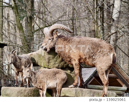 Ram And Lambs In Natural Woodland Setting. Rustic Wildlife Scene With Rugged Mouflon And Ram Lambs Ram And Lambs In Natural Woodland Setting. Rustic Wildlife Scene With Rugged Mouflon And Ram Lambs 139025061