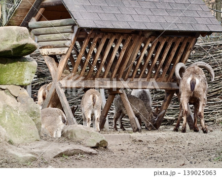 Wild Sheep Gathering. Herd Of Mouflon Sheep Consuming Food At Wooden Feeder In Rural Farmyard Scene 139025063