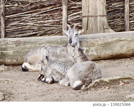 Tranquil Setting Featuring Two Mountain Goats Relaxing Gently In Close Proximity With Textured Fur Tranquil Setting Featuring Two Mountain Goats Relaxing Gently In Close Proximity With Textured Fur 139025066