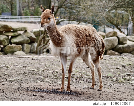 Llama On Ground. Solo Llama Within Fenced Area. Quiet Llama With Long Neck Inside Enclosed Ranch Area Llama On Ground. Solo Llama Within Fenced Area. Quiet Llama With Long Neck Inside Enclosed Ranch Area 139025067