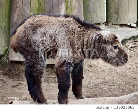 Young Buffalo Portrait. An Adolescent Bison Appears Tranquil Within Rustic Enclosure During Winter Young Buffalo Portrait. An Adolescent Bison Appears Tranquil Within Rustic Enclosure During Winter 139025069