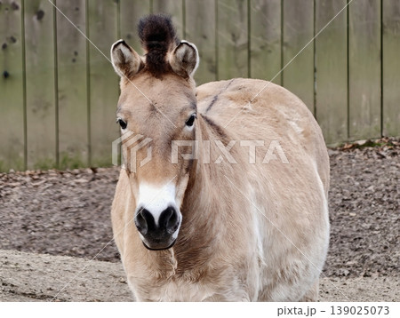 Horse Gazes With Attentive Ears. Eager Horse With Dark Snout And Poised Stance Portrays Curiosity 139025073