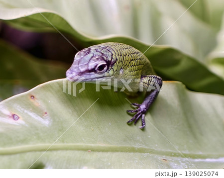 Detailed View Of Arboreal Lizard With Delicate Toes Gripping Broad Leafy Surface In Natural Setting Detailed View Of Arboreal Lizard With Delicate Toes Gripping Broad Leafy Surface In Natural Setting 139025074