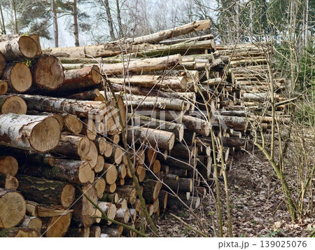 Piled Timber Trunks Along Wooded Pathway Beneath Cloudy Sky Prepared For Processing At Sawmill 139025076