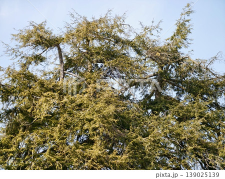 Sunshine Over Lush Conifers. Calm Outdoor Setting Showcasing Vibrant Greenery During Sunset Hours Sunshine Over Lush Conifers. Calm Outdoor Setting Showcasing Vibrant Greenery During Sunset Hours 139025139