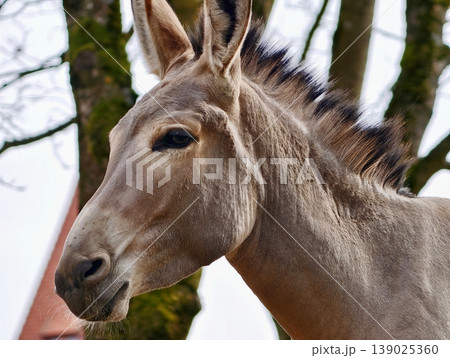 Farm Animal Portrait. Tranquil Domestic Donkey Captured In Rural Setting 139025360