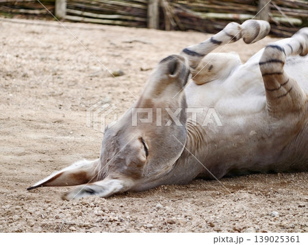 Playful Donkey Rolls In Sandy Paddock Afternoon. Relaxed Donkey Taking Dust Bath In Rustic Rural Setting 139025361