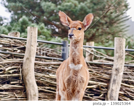Playful Fawn Observes Camera Closely. Young Deer With Striped Coat Gazes Attentively At Camera Lens Playful Fawn Observes Camera Closely. Young Deer With Striped Coat Gazes Attentively At Camera Lens 139025364