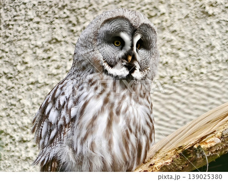 Portrait Of Majestic Grey Owl Against Wall. Closeup Shot Capturing Owl Perched On Textured Surface 139025380