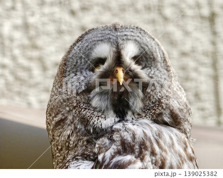 Curious Owl Gaze. Contemplative Grey Owl Tilts Head And Gazes Into Camera With Penetrating Yellow Eyes 139025382