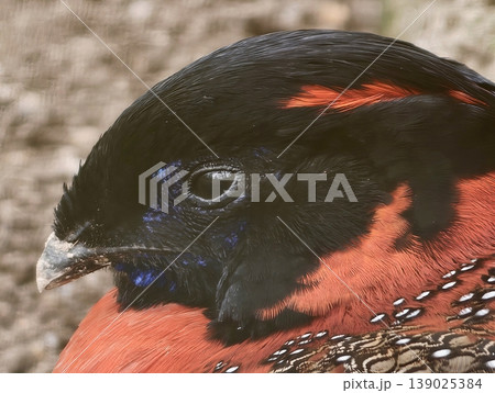 Bold Bird Portrait. Stunning Capture Of Crimson Finch Highlighting Feather Detail And Expressive Features 139025384
