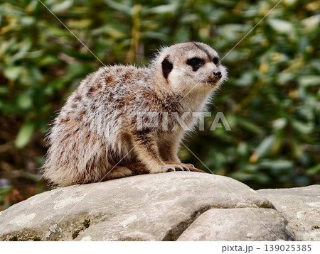 Sunlit Meerkat On Lookout. Alert Meerkat Standing On Glowing Sunlit Stone Surveying 139025385