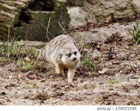 Wild Raccoon Surveys Sandy Terrain. Solitary Raccoon Cautiously Explores Rocky And Grassy Burrow Area Wild Raccoon Surveys Sandy Terrain. Solitary Raccoon Cautiously Explores Rocky And Grassy Burrow Area 139025386