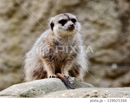 An Alert Meerkat With Detailed Whiskers And Compact Shape Investigates Nearby Habitat 139025388