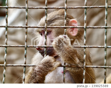 Primate Shows Desire And Vigilance. Confinement Causes Excited And Alert Behavior In Primate 139025389