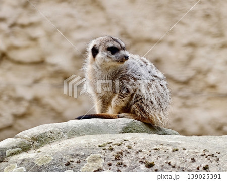 Vigilant Animal On Rocky Outcrop. Sunlit Meerkat Standing Alert Atop Stone Amidst Arid Terrain 139025391