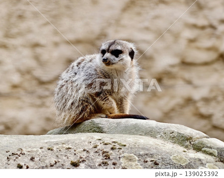 An Alert Meerkat With Detailed Whiskers And Compact Shape Investigates Nearby Habitat Attentively 139025392