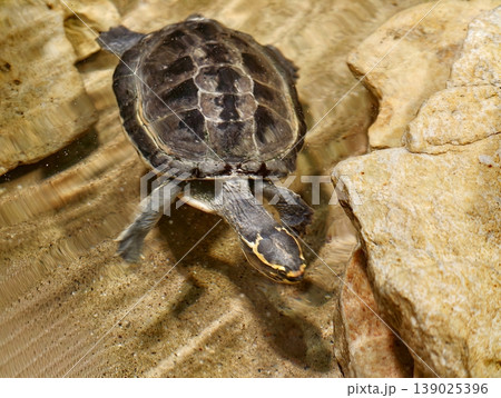Juvenile Turtle Probes Water With Textured Shell. Hatchling Mata Mata Traverses Mossy Stones In Warm Tones Juvenile Turtle Probes Water With Textured Shell. Hatchling Mata Mata Traverses Mossy Stones In Warm Tones 139025396