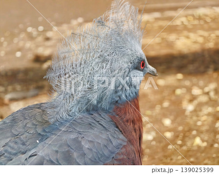 Graceful Blue Crowned Pigeon Displaying Intricate Plumage While Perched In Vivid Autumn Scenery Graceful Blue Crowned Pigeon Displaying Intricate Plumage While Perched In Vivid Autumn Scenery 139025399