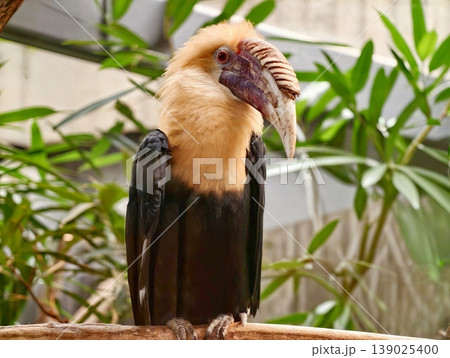 Beautiful Colorful Bird. Exotic Hornbill Bird Displayed Within Naturalistic Conservation Environment 139025400
