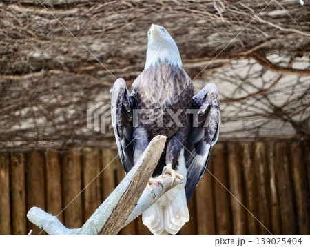 Bird On Branch Surveys Surroundings. Resilient Raptor Stands Vigilant Amidst Natural Environment Scene Bird On Branch Surveys Surroundings. Resilient Raptor Stands Vigilant Amidst Natural Environment Scene 139025404