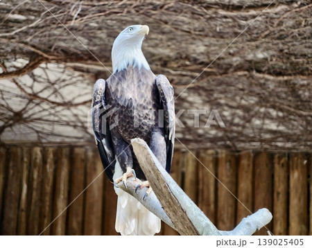 Majestic Bird Resting Atop Wooden Stand. Regal Eagle Positioned On Branch With Attentive Gaze 139025405