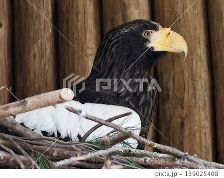 Resilient Black Sea Eagle Surveys Surroundings From Its Nesting Perch With Protective Intent Resilient Black Sea Eagle Surveys Surroundings From Its Nesting Perch With Protective Intent 139025408