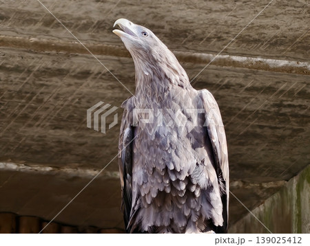 Juvenile Eagle On Branch. Eaglet With Adolescent Feathers Perched Amidst Natural Habitat Scene 139025412