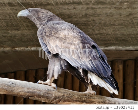 Eagle Ready To Soar. Striking Silhouette Of Vigilant Eagle Signaling Imminent Movement Or Hunting Action 139025413