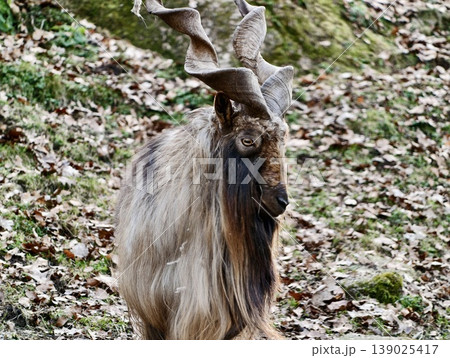 Lone Goat With Textured Coat And Intense Stare. Shaggy Goat With Curled Horns On Leaflittered Hillside 139025417