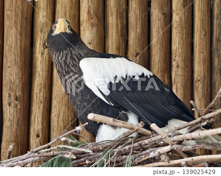 Eagle Observing Surroundings. Nest Constructed From Sticks And Twigs In Aviary With Natural Materials 139025429
