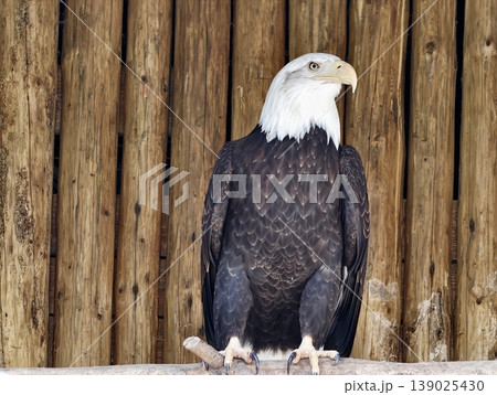 Eagle On Fence. Majestic Bird Guards Seaside With Grace. Vigilant Eagle Sits Proudly On Aged Wooden Post Eagle On Fence. Majestic Bird Guards Seaside With Grace. Vigilant Eagle Sits Proudly On Aged Wooden Post 139025430