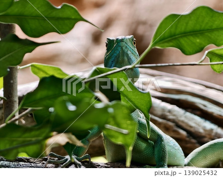 Colorful Hidden Reptile. Quietly Alert Green Lizard Camouflaging Amidst Tropical Plants And Shadows 139025432