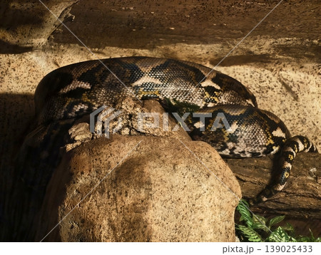 Bright Snake Resting. Wild Habitat Setting With Snake Lingering Quietly Over Rugged Terrain Surface Bright Snake Resting. Wild Habitat Setting With Snake Lingering Quietly Over Rugged Terrain Surface 139025433
