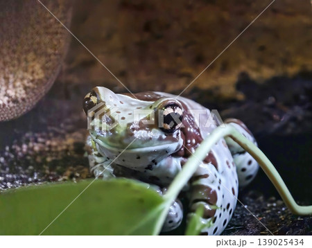 Detail Of Glossy Frog On Foliage. Macro Shot Capturing Moist Textured Frog In Rainforest Setting 139025434