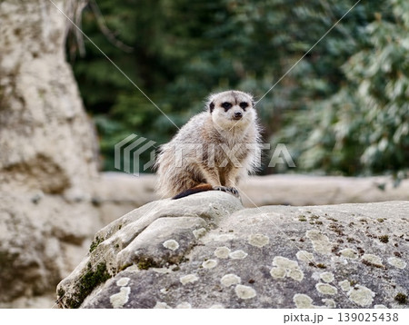 Sentinel Meerkat On Sunny Rock. Perched Meerkat With Alert Stance Observing Nearby Environment Carefully 139025438