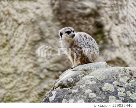 Sentinel Meerkat Observing Vast Landscape. Perched Meerkat Surveying Plains Under Bright Sunlight Sentinel Meerkat Observing Vast Landscape. Perched Meerkat Surveying Plains Under Bright Sunlight 139025440